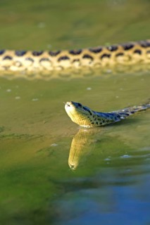 Yellow anaconda (Eunectes notaeus), Brazil, South America
