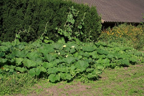 Cucurbita (Cucurbita)