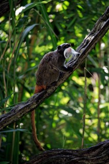 Caesarean tamarin (Saguinus imperator subgrisescens)