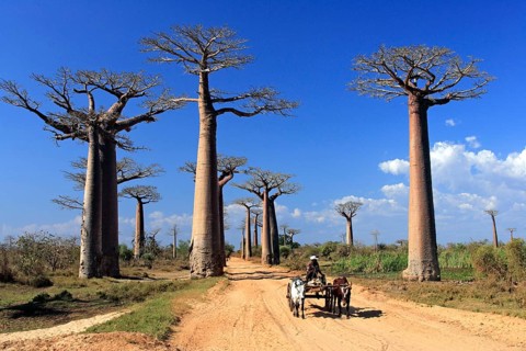 Ox cart on avenue with Baobab trees, Morondava, Madagascar (Adansonia grandidieri)
