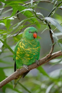 Scaly-breasted Lorikeet, Australia (Trichoglossus chlorolepidotus), Schuppenlori, Australien /