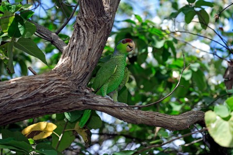 Lilac-Crowned Parrot (Amazona finschi)