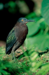 Green-backed Night Heron, Florida (Butorides striatus green heron (Butorides virescens), USA, North