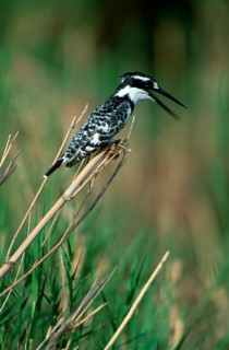 Pied kingfisher (Ceryle rudis), Kruger National Park, South Africa, animals, bird, birds,