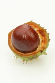 Horse Chestnut fruit, horse-chestnut (Aesculus hippocastanum), Europe, plants, fruits, fruit, Horse