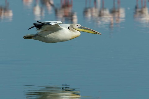 White pelican, lateral, exposable, Lake Nakuru National Park, Kenya, great white pelican (Pelecanus
