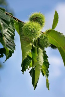 Chestnut (Castanea sativa), chestnut with leaves and nut-bearing shells