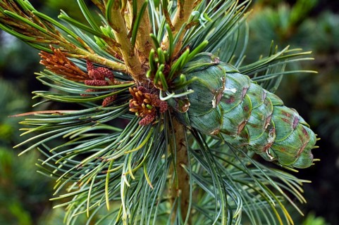 Japanese white pine (Pinus parviflora), Japanese five-needle pine (Pinus pentaphylla) close up