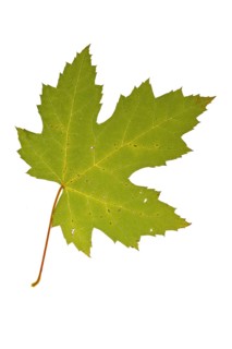 Silver maple, brook maple, silverleaf maple (Acer saccharinum) Autumn leaf, native to eastern North