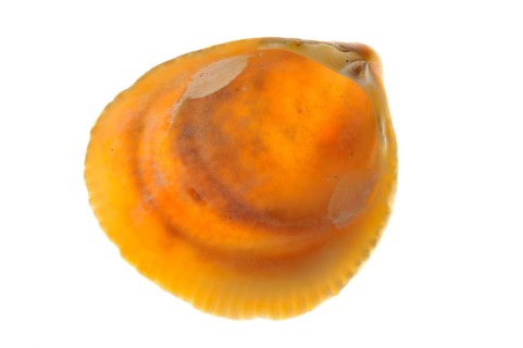 Norwegian egg cockle (Laevicardium crassum), Flat-ribbed cockles, Norwegian cockle, Norwegian