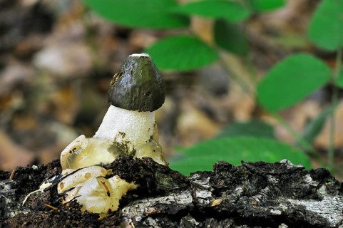Common stinkhorn (Phallus impudicus), dickes-nipes emerging in autumn forest