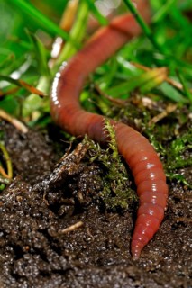 Common earthworm (Lumbricus terrestris), lob worm burrowing into the ground in garden lawn