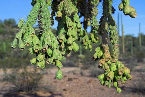 Close-up of the fleshy, and Sonora native, green fruits of the hanging chain cholla (Cylindropuntia