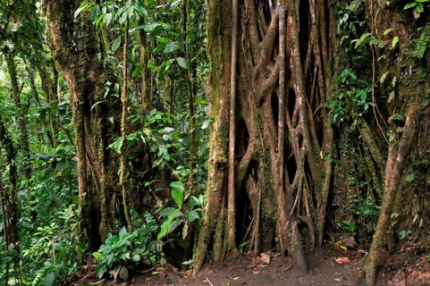 Strangler fig's vines (Ficus) enveloping trunk of host tree, Carara National Park, Costa Rica,