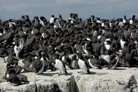 Common Guillemot (Uria aalge) nesting colony, Farne Islands, England, auks