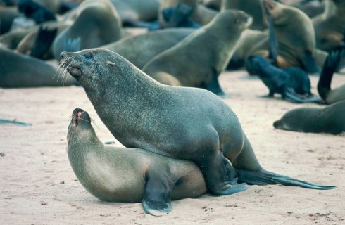 South African Fur Seals (Arctocephalus pusillus), pygmy fur seal, r fur seal, pair, mating, Cape