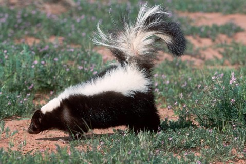 Striped Skunk (Mephitis mephitis), Utah, USA, side, North America