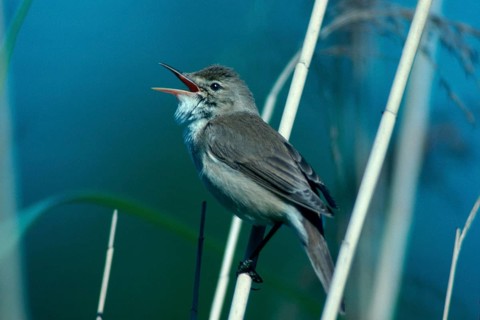 Reed Warbler (Acrocephalus scirpaceus), Germany /, side
