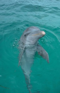 Bottlenose Dolphin (Tursiops truncatus), Caribbean, Honduras, bottlenose dolphin, Honduras, Central