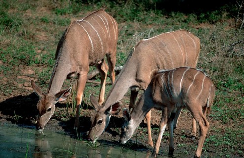 Greater Kudus (Tragelaphus strepsiceros), female and young, drinking, Mkuzi Game Reserve, South