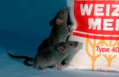 House Mice (Mus musculus) next to flour bag, Germany, Europe
