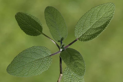 Common Sage (Salvia officinalis) leaves