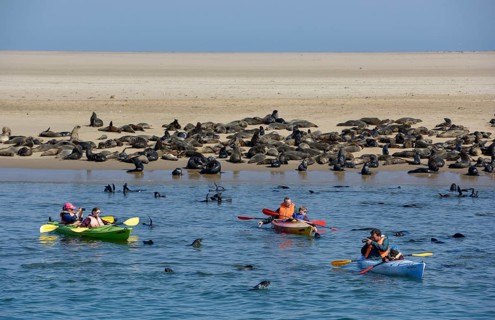 Tourists in sea kayaks between South African sea bears (Arctocephalus pusillus), lagoon of Walfish