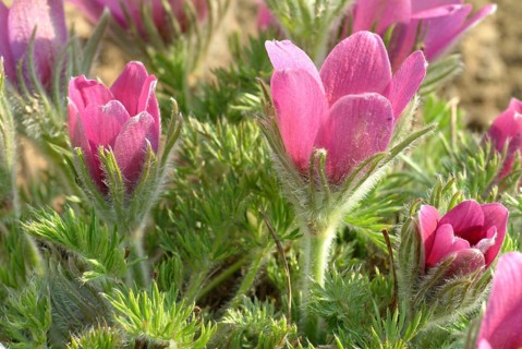 Common pasque flower (Pulsatilla) vulgaris, also known as common pasque flower, pasque flower or