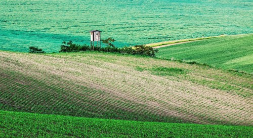 Rural Europe background, Moravian rolling landscape with hunting tower shack on sunset. Moravia,