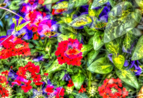 Oilpainting-like shot, various bright flowers, red and purple flowers creative, violet (Viola),