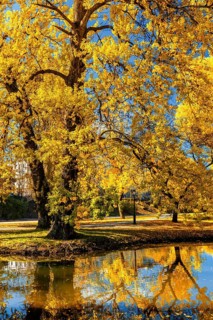 Autumn colors, fall in park with yellow leaves foliage trees reflecting in river water
