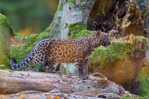 Indian leopard (Panthera pardus fusca), young animal on tree trunk