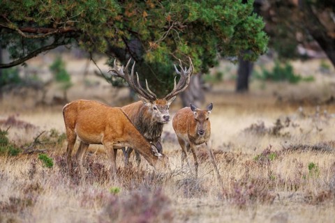 Red deer (Cervus elaphus) in the Hoge Veluwe National Park, Netherlands