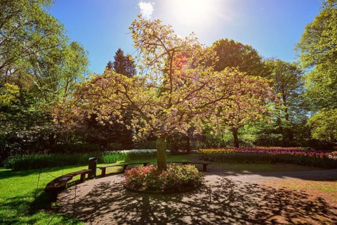 Blooming tree in Keukenhof flower garden, also known as the Garden of Europe, one of the world