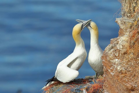 Northern gannet (Morus bassanus), pair greeting each other at the nest, Lummenfelsen, Helgoland