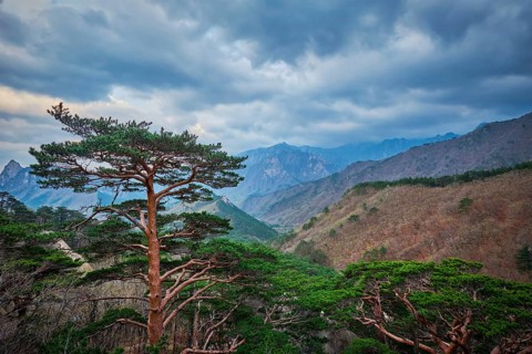 Pine tree in Seoraksan National Park in stormy weather, South Korea, Asia