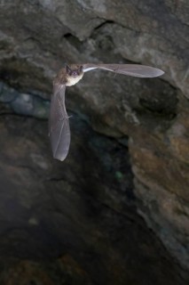 Daubenton's bat (Myotis daubentonii) flying out of the summer roost of a cave, Lower Saxony,