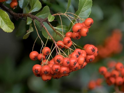 Scarlet firethorn (Pyracantha coccinea), North Rhine-Westphalia, Germany, Europe