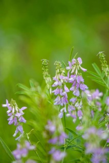 Goat's-rue (Galega officinalis), Rhineland-Palatinate, Germany, Europe