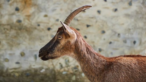 Kri-kri, endangered endemic Cretan wild goat, profile, head and anterior body, house wall, Samaria