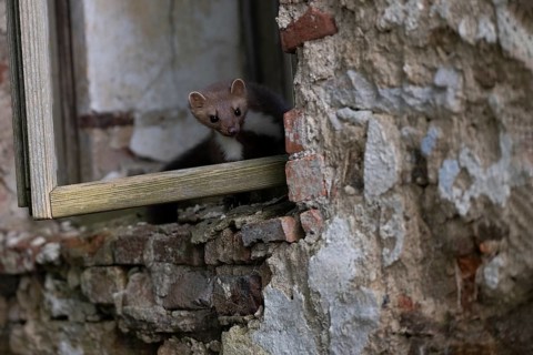 Beech marten (Martes foina), Bitburg, Rhineland-Palatinate, Germany, Europe