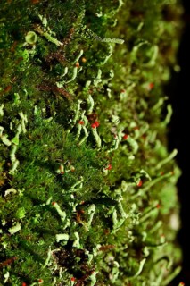 Scarlet lichen (Cladonia floerkeana), forest, Saxony, Germany, Europe