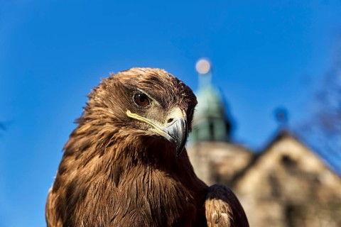 Steppe eagle (Aquila nipalensis) of Horus Falconry, portrait, medieval market Mystica Hamelon, view