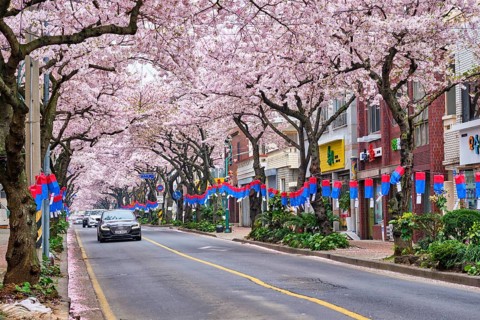 JEJU, SOUTH KOREA, APRIL 9, 2018: Blooming sakura cherry blossom trees in spring in street with