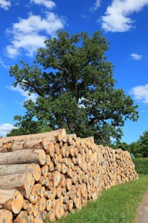 Stacked firewood, stored logs for collection, construction timber, industrial timber, in the