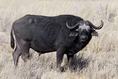 Cape buffalo (Syncerus caffer), adult male in tall dry grass, eye contact, savanna, Mahango Core