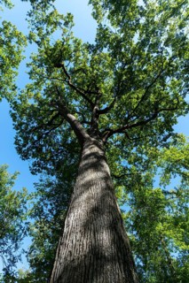 Forest of Troncais . Remarkable oak tree. Charles Louis Philippe oak, 33m high, 4m60 in