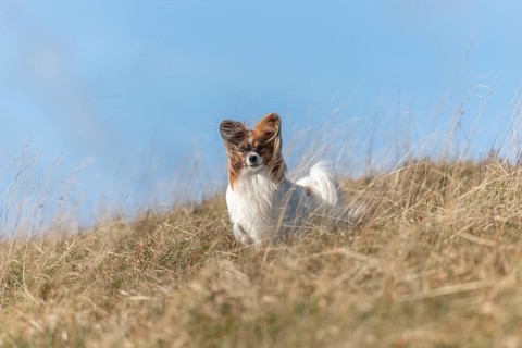 Continental Toy Spaniel on a walk in a meadow. France