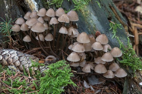 Bonnets (Mycena), mixed forest, Fanken, Bavaria, Germany, Europe