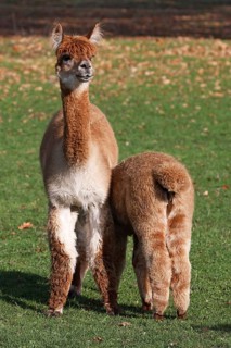 Alpacas (Vicugna pacos), mare suckling foal, Germany, Europe